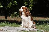CAVALIER KING CHARLES 598